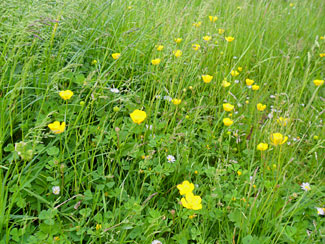 Buttercups, Daisies and Medick