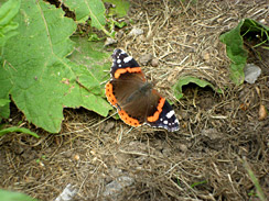 Red Admiral butterfly in churchyard