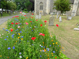 Butterfly and Bee Flowerbed