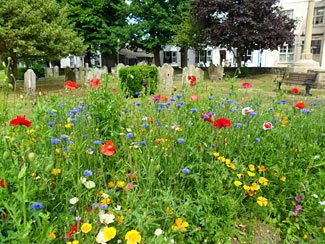 Butterfly and Bee Flowerbed