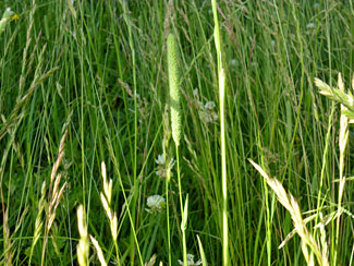 Wide variety of grasses