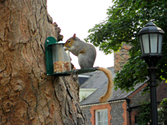 Squirrel on feeder in churchyard