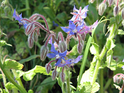 Borage Borage