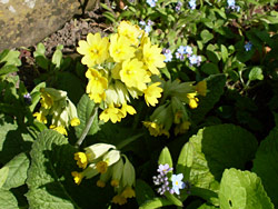 Cowslip and Forget-me-not Cowslip and Forget-me-not