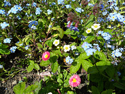 Daisy, Forget-me-not, Wild Strawberry and Lungwort Daisy, Forget-me-not, Wild Strawberry and Lungwort