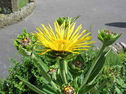Elecampane Elecampane