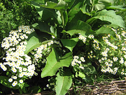 Feverfew Feverfew