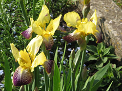 Iris Iris