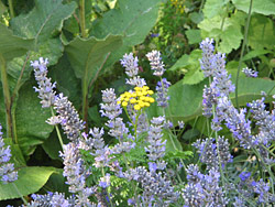 Lavender and Tansy Lavender and Tansy