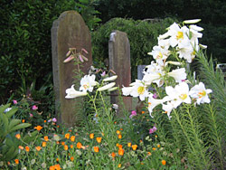 Lily Lily