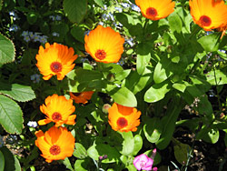 Marigold Marigold