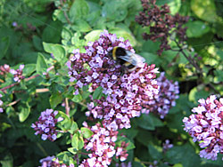 Marjoram Marjoram