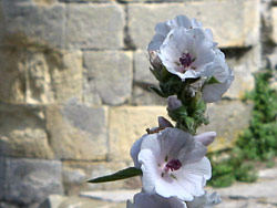 Marsh Mallow Marsh Mallow