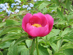 Peony Peony