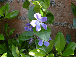 Periwinkle Periwinkle