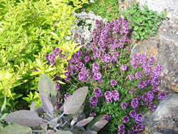 Sage and Thyme Sage and Thyme
