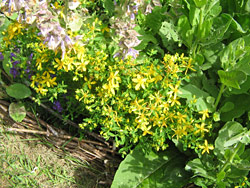 St John's Wort St John's Wort