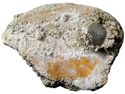 Medieval oyster shell colour-dish