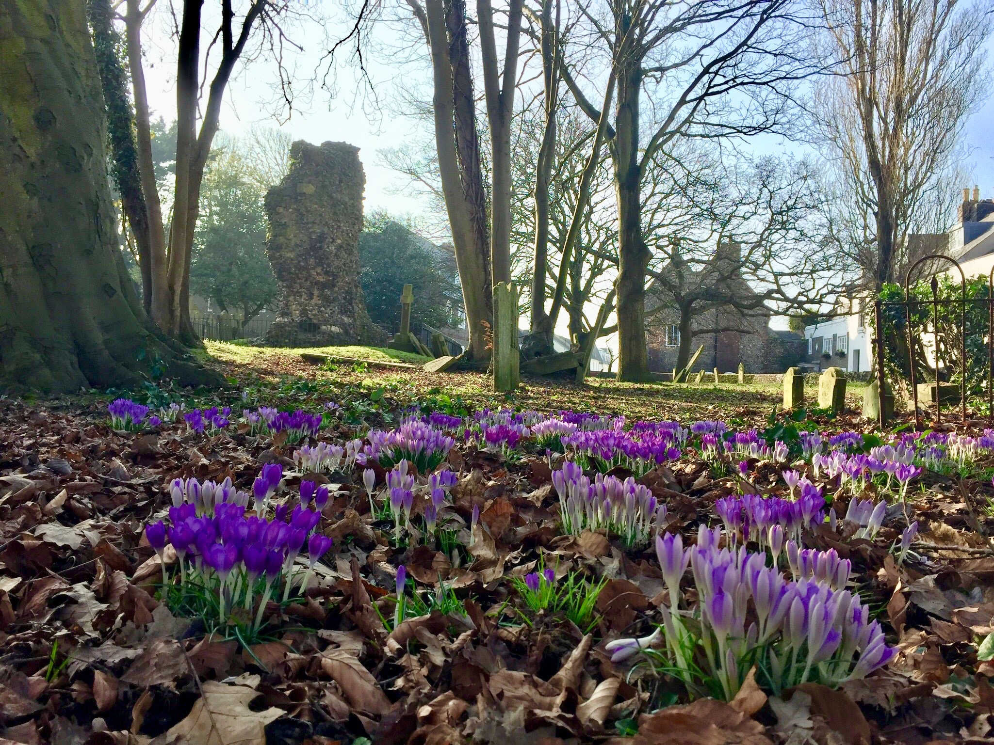 Spring in the ruins at St Mary's Church